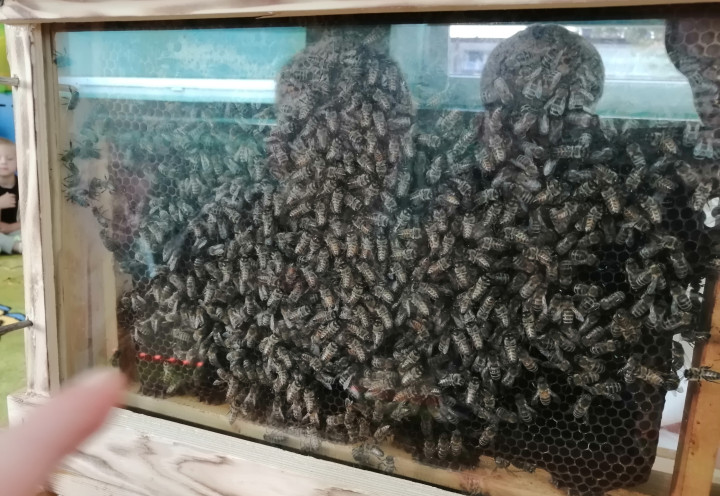 Warsztaty Fascynujący świat pszczół 2020